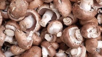 Haut vue de non cuit Frais brut Royal champignon champignons video