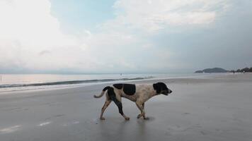 4k ralenti métrage de chien en marchant sur mer plage dans le Matin video