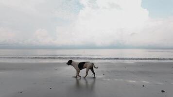 4k camara lenta imágenes de perro caminando en mar playa en el Mañana video