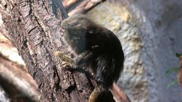 Eastern pygmy marmoset Cebuella pygmaea niveiventris video