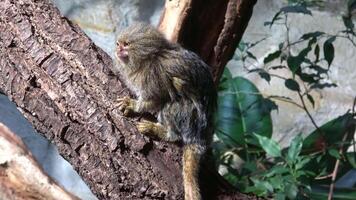 Eastern pygmy marmoset Cebuella pygmaea niveiventris video