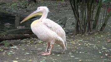 White pelican Pelecanus onocrotalus and standing on ground video