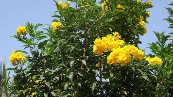 geel tecoma stans bloeiend Bij zomer video