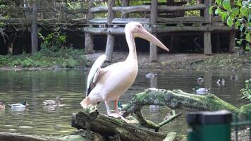 wit pelikaan pelecanus onocrotalus en staand video