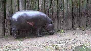 Close up of a pygmy hippopotamus walking on the ground video