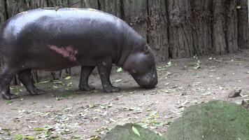 Close up of a pygmy hippopotamus walking on the ground video