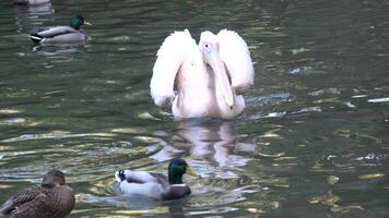 vit pelikan pelecanus onokrotalus och stående på jord video