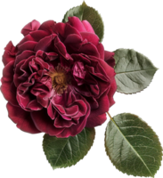 Damask rose flowers isolated for love weddings and valentines Day png
