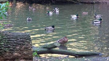 Pato en agua escena. Pato agua. Pato nadar. patos nadando patos acuáticos en el agua video