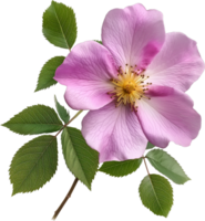 Fresh Rambling Rose With Leaves on Transparent Background png