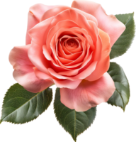 fresh Hybrid tea for love and valentines Day png