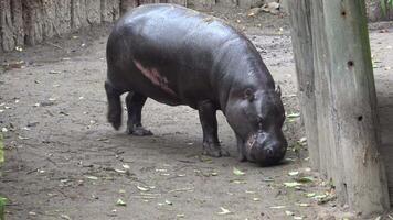 proche en haut de une pygmée hippopotame en marchant sur le sol video