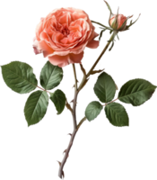 Floraison fleur - escalade Rose avec feuilles sur une transparent Contexte png