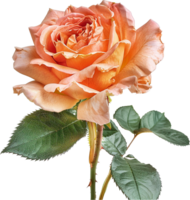 Pflanze - - floribunda Rose blühen isoliert png