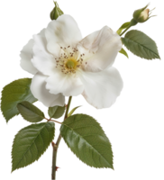 rosa - alba rosa flor isolado para dia dos namorados dia png