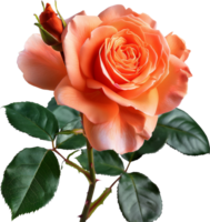 flor aislado - floribunda Rosa con hojas en un transparente antecedentes png