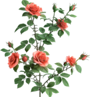 fioritura fiore - fresco arbusto Rose con le foglie su un' trasparente sfondo png