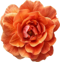 frisch floribunda Rose zum Liebe und Valentinsgrüße Tag png