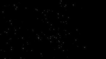 natur. frön av fallskärmar varelse blåst runt om förbi de vind. 3d. 4k. isolerat svart bakgrund..mp4 video
