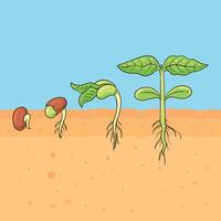 growth of bean seeds vector