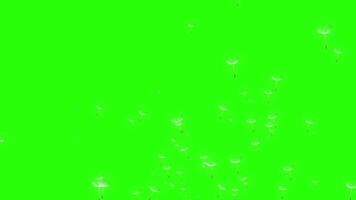 Nature. Futage on a green background with chromakey. Dandelion seeds are blown by the wind. Flying from the bottom to the top. 3D. 4K. Isolated black background. Motion graphics..mp4 video