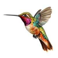 Humming Bird Icon png