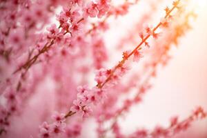 A peach blooms in the spring garden. Beautiful bright pale pink background. A flowering tree branch in selective focus. A dreamy romantic image of spring. Atmospheric natural background photo