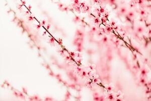 A peach blooms in the spring garden. Beautiful bright pale pink background. A flowering tree branch in selective focus. A dreamy romantic image of spring. Atmospheric natural background photo