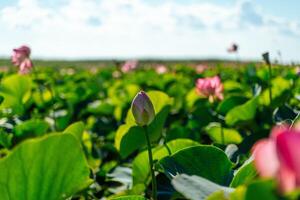 un rosado loto flor se balancea en el viento, nelumbo nucifera. en contra el antecedentes de su verde hojas. loto campo en el lago en natural ambiente. foto