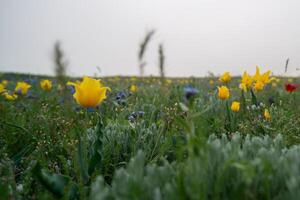 A field of yellow flowers with some blue flowers in the background. photo