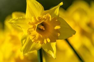 A bunch of yellow flowers with a blurry background. The flowers are in full bloom and are the main focus of the image. photo