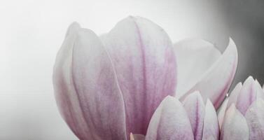 Magnolia Sulanjana flowers with petals in the spring season. beautiful pink magnolia flowers in spring, selective focusing. photo