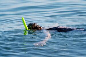 A person is swimming in the ocean with a green snorkel photo