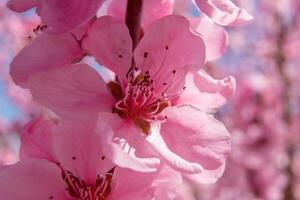 close up pink peach flower with a white center. The flower is surrounded by other pink flowers photo