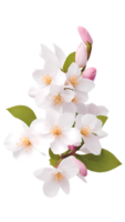 The natural beauty of cherry flower on a transparent background png