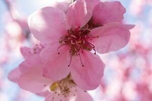 close up pink peach flower against a blue sky. The flower is the main focus of the image, and it is in full bloom. photo