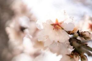 blanco flores almendra primavera, adornar árbol ramas debajo brillante luz de sol, calificación el llegada de primavera. foto