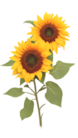 The beauty of natural flora with sunflower flowers on a transparent background png