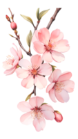 das natürlich Schönheit von Kirsche Blüten auf ein transparent Hintergrund png
