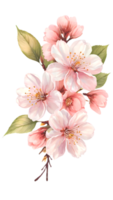 a natural beleza do cereja flores em uma transparente fundo png