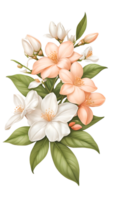 de natuurlijk schoonheid van jasmijn bloemen Aan een transparant achtergrond png