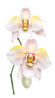 Natural beauty of orchid flowers on transparent background png