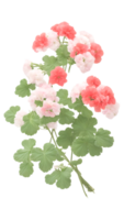 The beauty of natural flora with red flowers on a transparent background png
