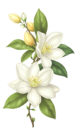 le Naturel beauté de jasmin fleurs sur une transparent Contexte png