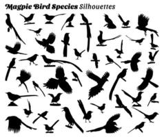 Set of silhouette illustrations of magpie bird species vector