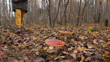 un chico en el otoño bosque golpea abajo mosca agárico hongos con un palo video