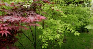 Japans tuin in krasnodar galitsky park. traditioneel Aziatisch park video