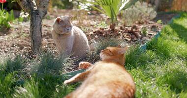 fofa gengibre e escocês gato relaxante dentro quintal jardim. peludo casal gatos ao ar livre mentiras em gramado video