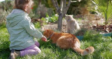 Child girl sitting on lawn and her cats in spring backyard garden video