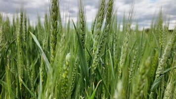 lussureggiante verde Grano campo sotto nuvoloso cielo, simboleggiante agricoltura, crescita, e primavera stagione, ideale per raccogliere e terra giorno temi video